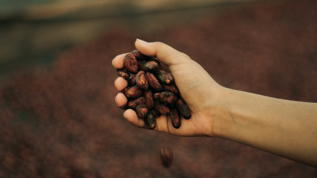 The Ripple Effect of Cocoa Shortages on the Chocolate Industry